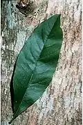 Feuille