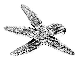 Bunaster variegatus