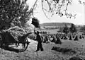Chargement de gerbes séchées en meulons, Westerwald, 1958