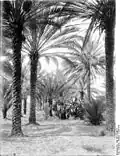 Palmeraie.