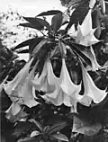 Brugmansia suaveolens.