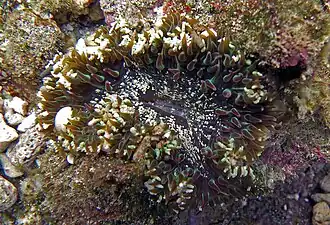 Bunodosoma sp.?