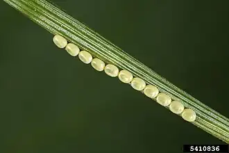 Œufs collés sur une aiguille de pin