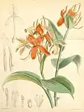 Burbidgea nitida Curtis's Botanical Magazine 1879.