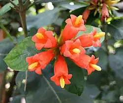 Burchellia bubalina