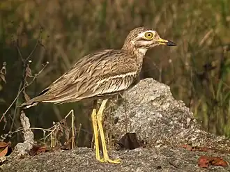 Œdicnème criard.