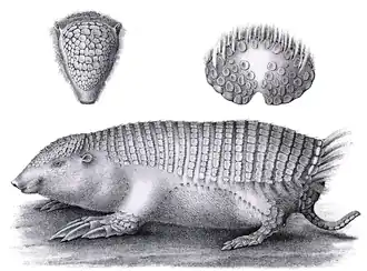 Description de l'image Burmeister-Gürtelmull2.png.