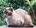 Burmese sépia.