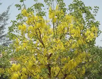 Pterocarpus macrocarpus.