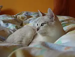 Burilla couché dans une couette