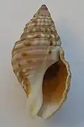 Burnupena pubescens