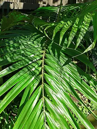 Burretiokentia vieillardii.
