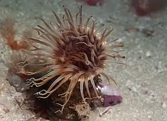 Description de l'image Burrowing anemone 0796.jpg.