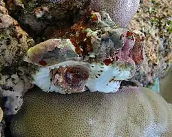 Bursa bufonia