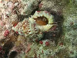 Bursa granularis