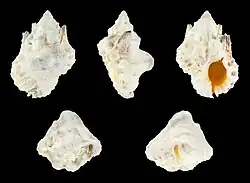 Bursa tuberosissima