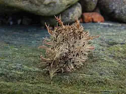 Bursatella leachii