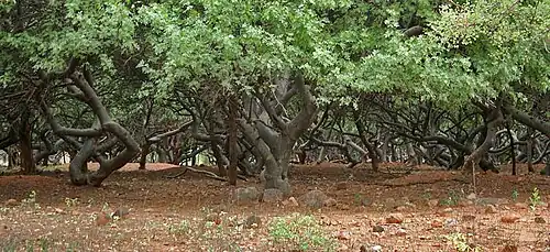 Peuplement de Bursera penicillata.