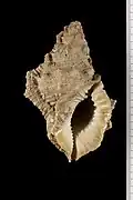 Bursina nobilis