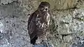 Buse variable