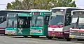 Différents types de bus Egged
