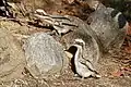 Poussins