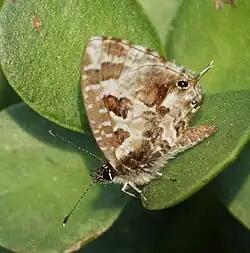 Cacyreus lingeus