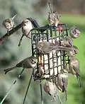 Un groupe de Mésange buissonnière se nourrit de gras inséré dans une cage