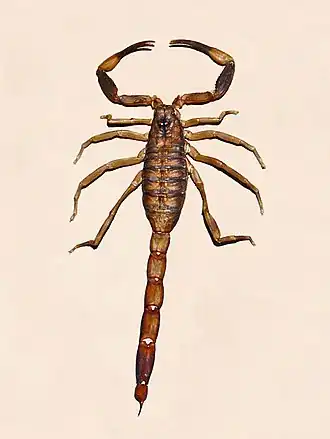 Description de l'image Buthidae - Babycurus buettneri.JPG.
