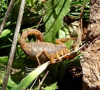 Description de l'image Buthus atlantis.^ Scorpion - Flickr - gailhampshire.jpg.