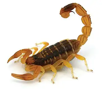 Description de l'image Buthus mariefranceae (10.3897-zookeys.686.12206) Figure 1.jpg.