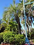 Butia odorata à Englewood en Floride.