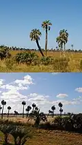 Un bosquet près de Laguna Negra, Palmares de Castillos, département de Rocha, Uruguay.