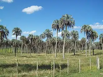 Quebracho (Uruguay)