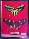 Hologramme de papillons d'Yves Gentet