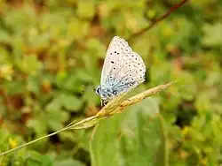 Polyommatus icarus.