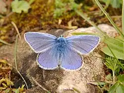 Polyommatus icarus.