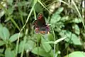 Papillon sur une fleur dans un bois autour du Weidachsee à Leutasch.