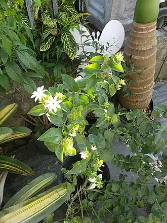 Description de l'image Buxus Citrifolia picture taken in Puerto Rico.jpg.