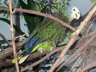Image illustrative de l’article Jardin botanique de Saint-Vincent