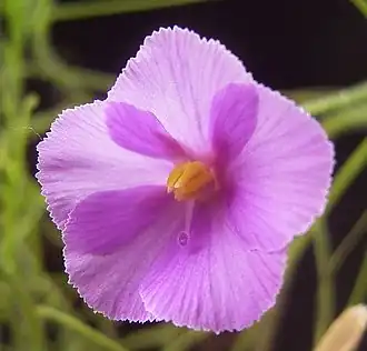 Description de l'image Byblis filifolia flora.jpg.