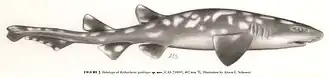 Description de l'image Bythaelurus giddingsi illustration.jpg.