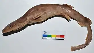 Description de l'image Bythaelurus hispidus.jpg.