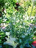 Brocoli chinois en fleur.