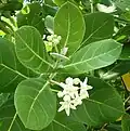 C. gigantea.