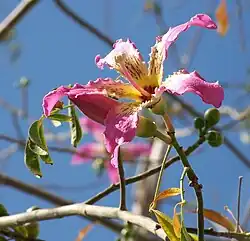 Fleur
