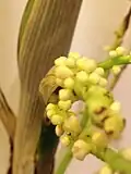 Inflorescence en spadice