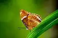 Hypolimnas bolina jacintha