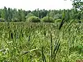 Dans le bois de Zeliony Gorod