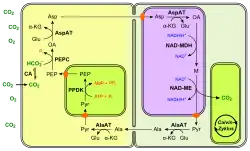 (en) Fixation du carbone en C4 à NAD-ME.&nbsp; - CA : anhydrase carbonique ;&nbsp; - PEP : phosphoénolpyruvate ;&nbsp; - PEPC : phosphoénolpyruvate carboxylase ;&nbsp; - OA : oxaloacétate ;&nbsp; - Glu : Glu ;&nbsp; - AspAT : aspartate aminotransférase ;&nbsp; - α-KG : α-cétoglutarate ;&nbsp; - Asp : aspartte ;&nbsp; - NAD-MDH : malate déshydrogénase ;&nbsp; - M : malate ;&nbsp; - NAD-ME : enzyme malique à NAD ;&nbsp; - Pyr : pyruvate ;&nbsp; - AlaAT : alanine aminotransférase ;&nbsp; - Ala : alanine ;&nbsp; - PPDK : pyruvate phosphate dikinase.Les enzymes à NAD — ici la MDH et la NAD-ME — se trouvent dans les mitochondries, représentées de couleur violacée.